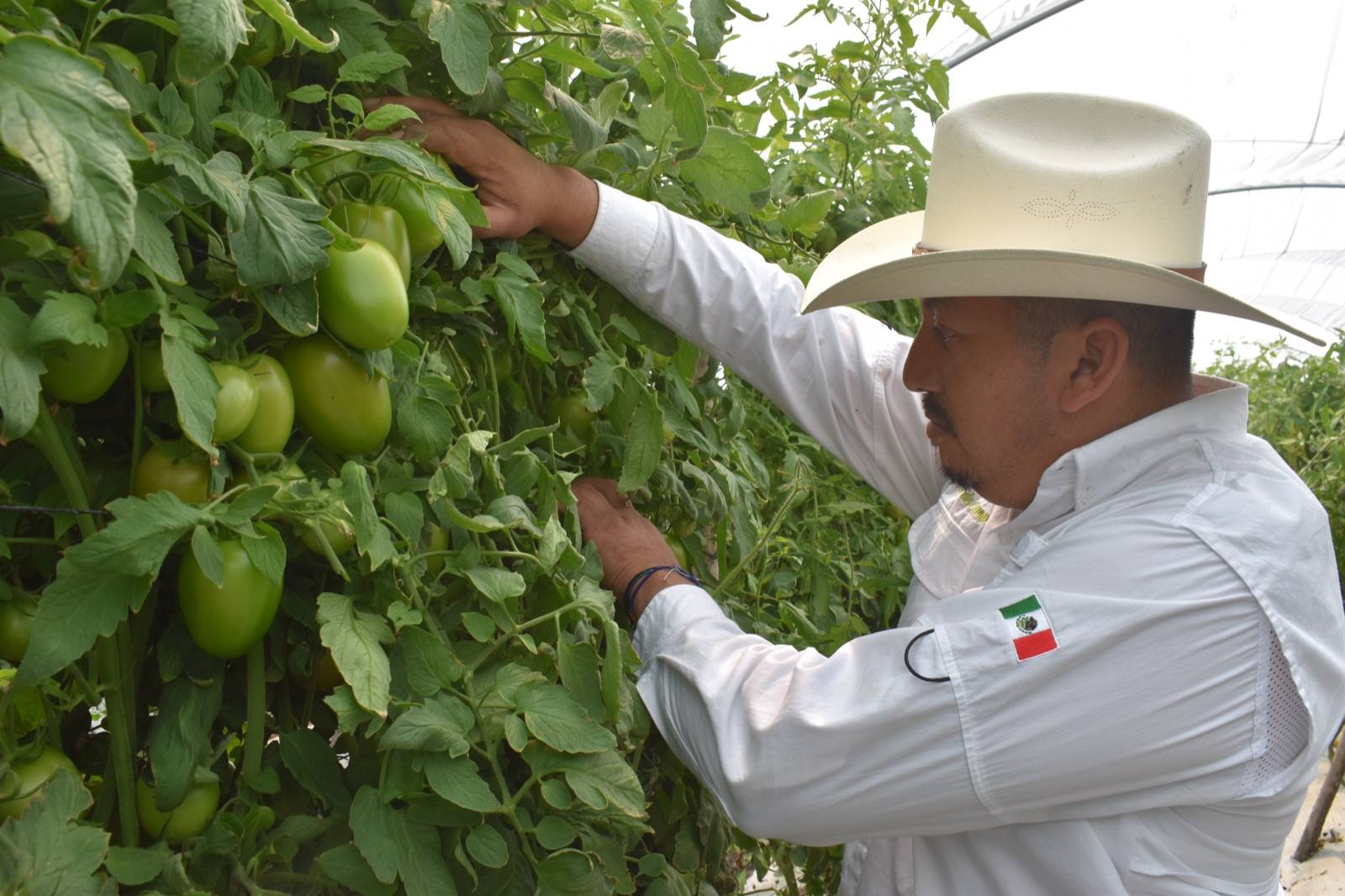 Productor de ANSA revisando jitomates en invernadero
