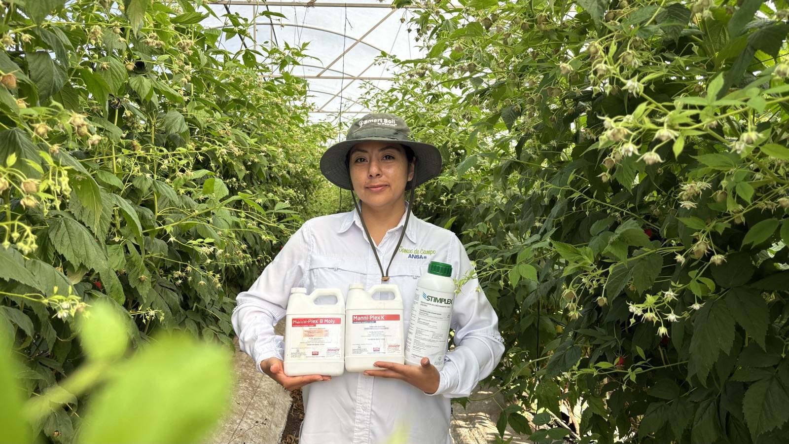 Asesora de ANSA con productos de nutrición en un invernadero de frambuesa