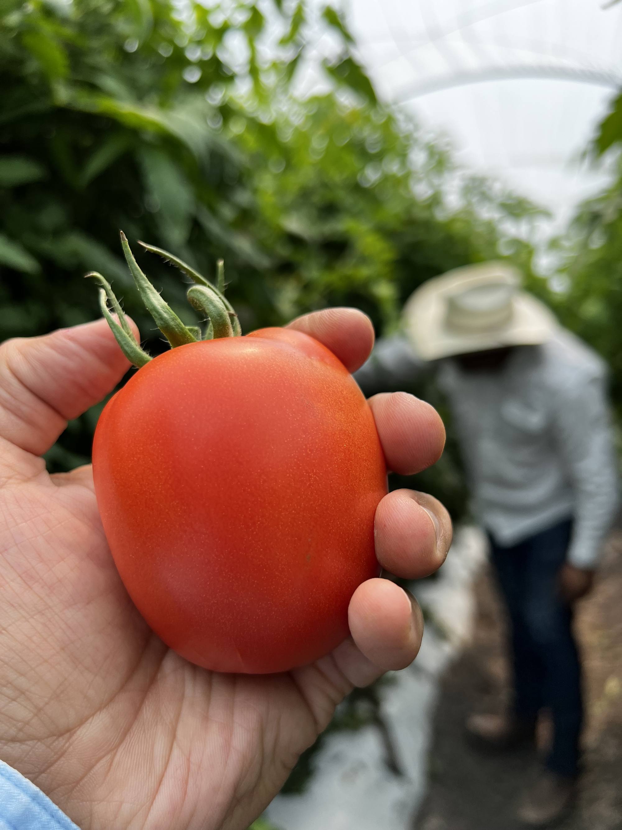 Jitomate recién cosechado en la mano de un productor